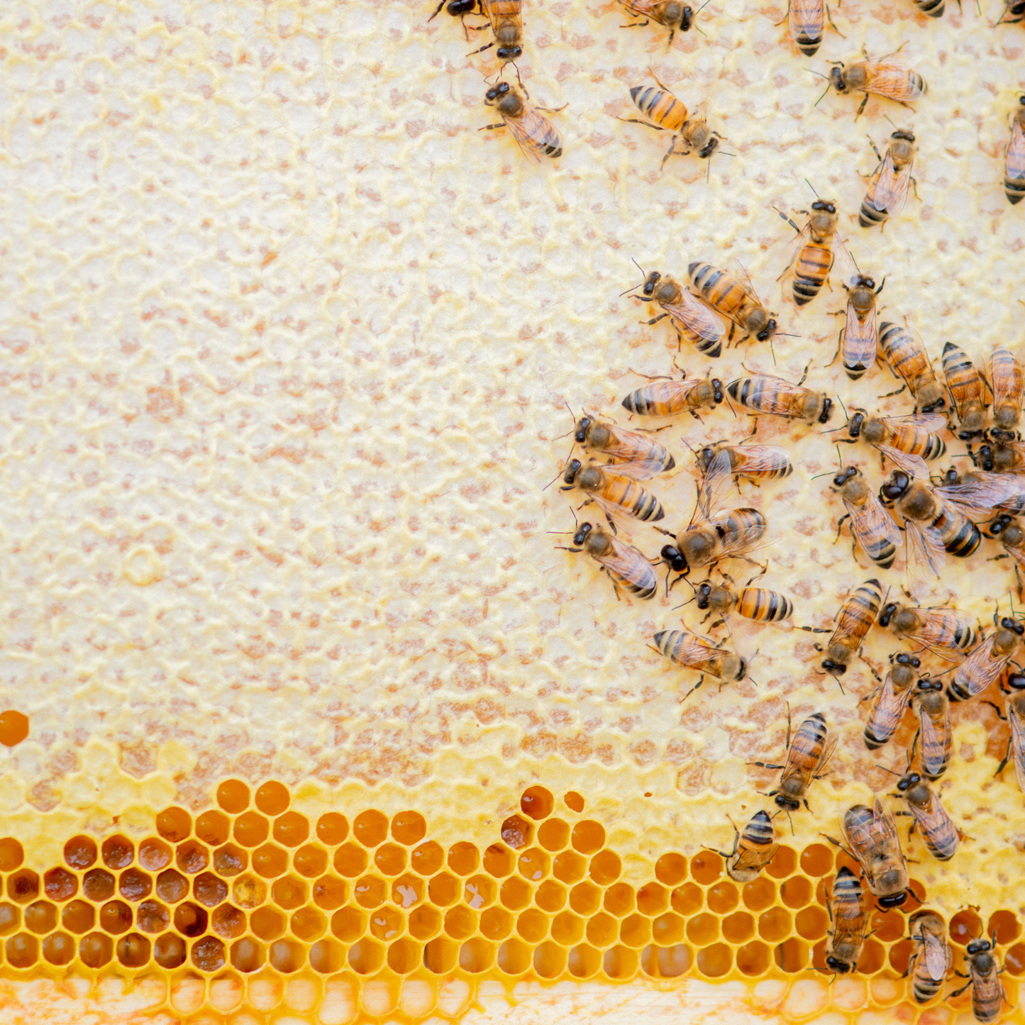 Api papi + cvetni prah