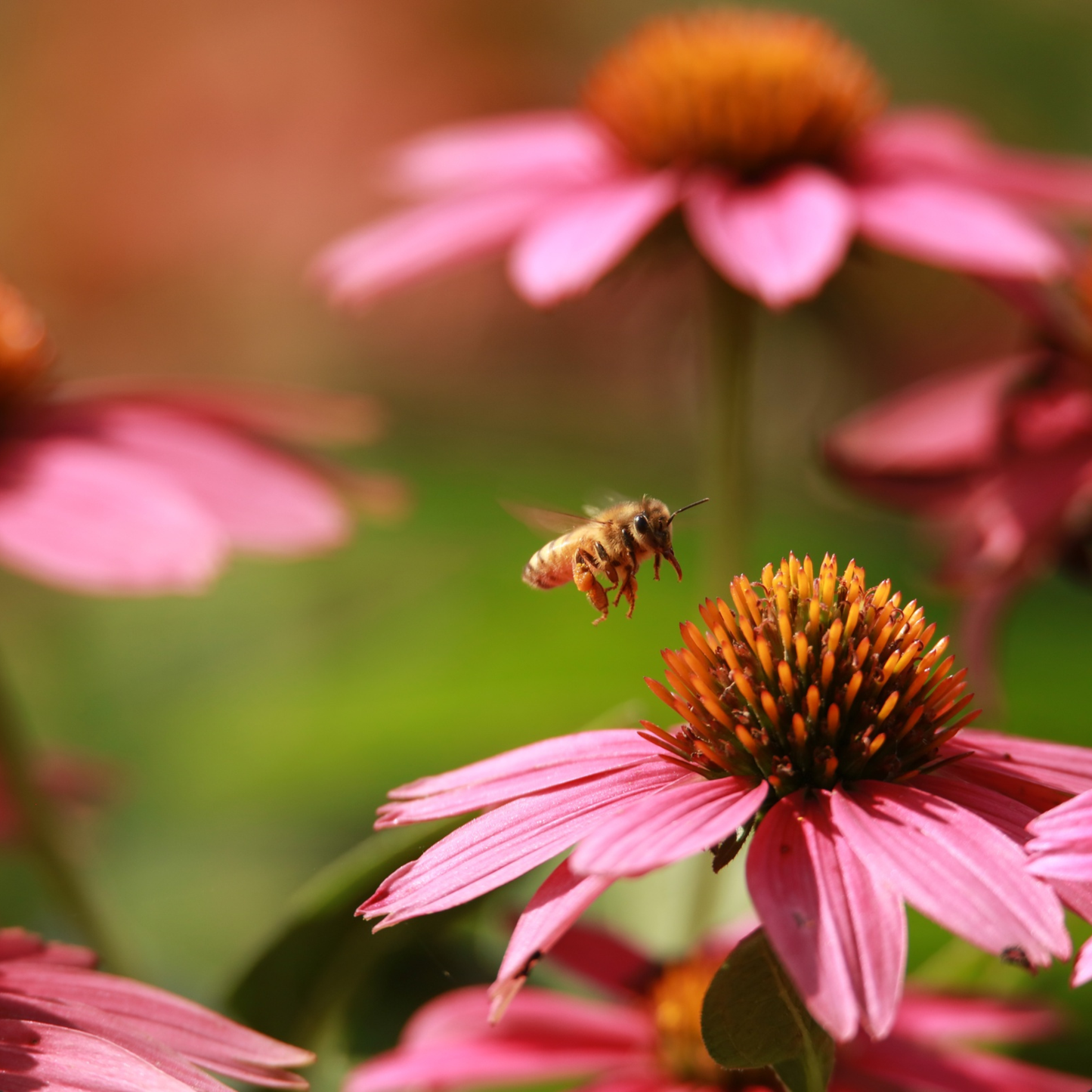 Imuno maxi - API PAPI, kremni med z ingverjem in kremni med z goji jagodami