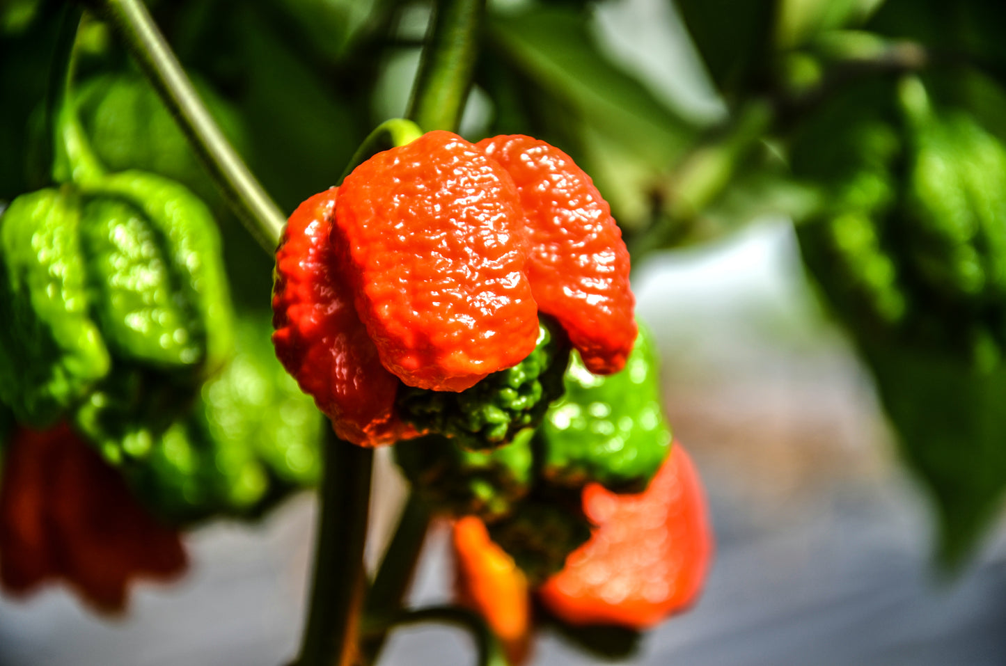 EXTRA HOT mini trio 2 x 100ml + 1 x 125ml