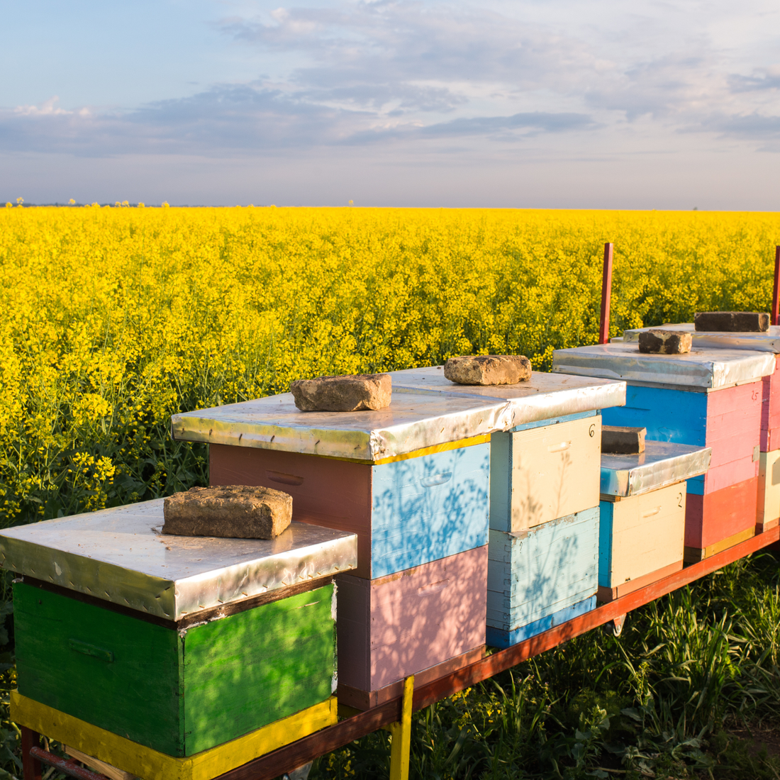 9 presenetljivih stvari o medu, ki jih skoraj nihče ne pozna